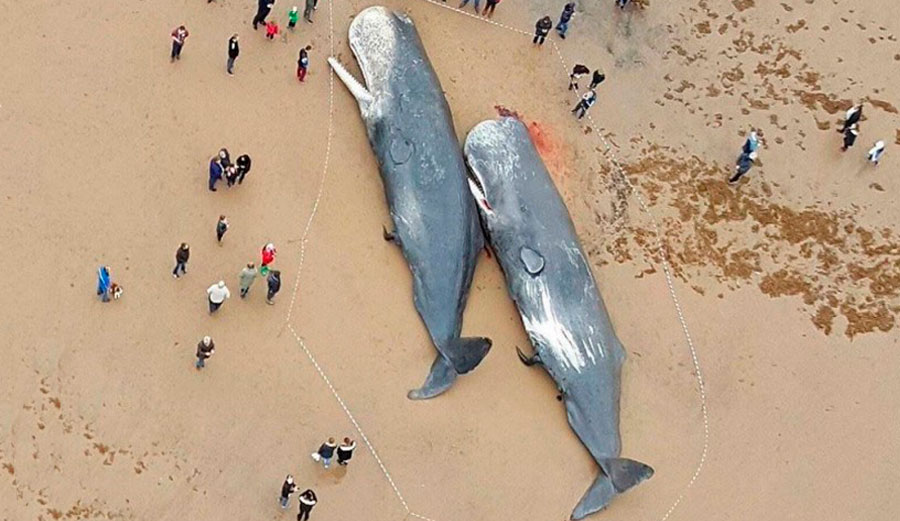 13 Sperm Whales Dead with Plastic in Stomachs | The Inertia